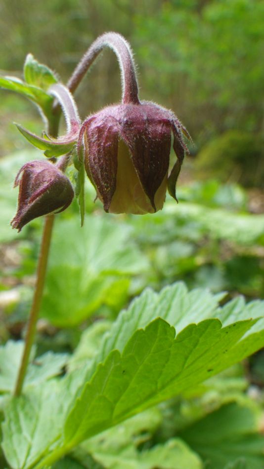 2019-04-29 33 Geum rivale.JPG